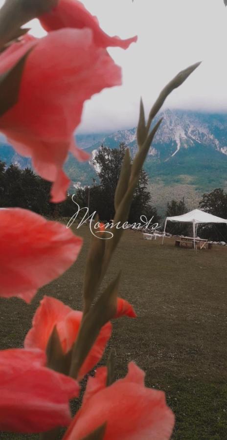 Guesthouse Freskia เธทธ์ ภายนอก รูปภาพ